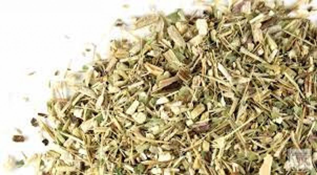 Echinacea