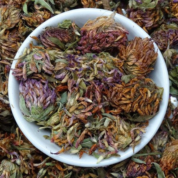 Red Clover Tops