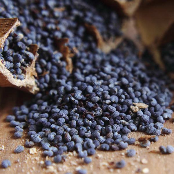 Poppy Seeds