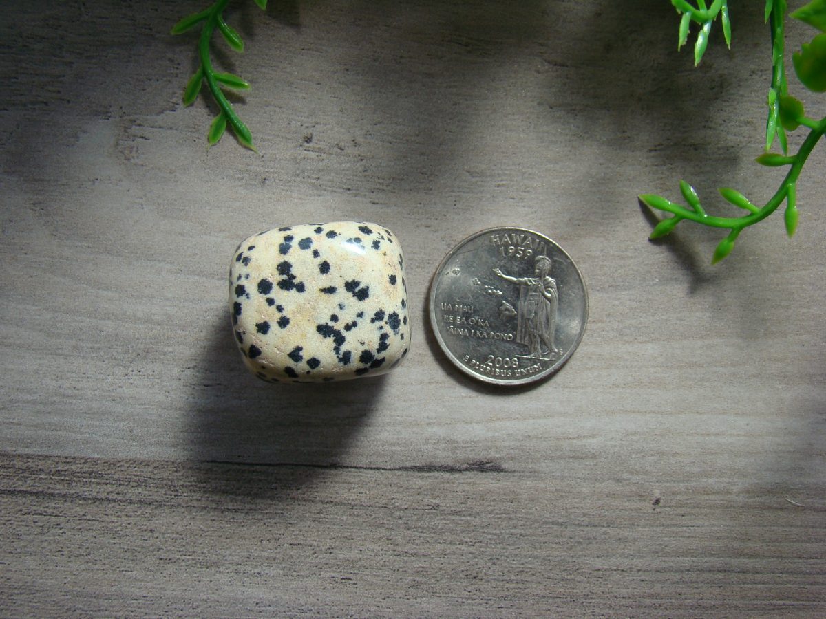 Tumbled Dalmatian Jasper - Image 2